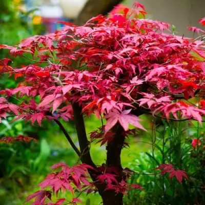 Клен дланевидный АТРОПУРПУРЕУМ в Речице