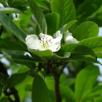 МУШМУЛА  в Речице