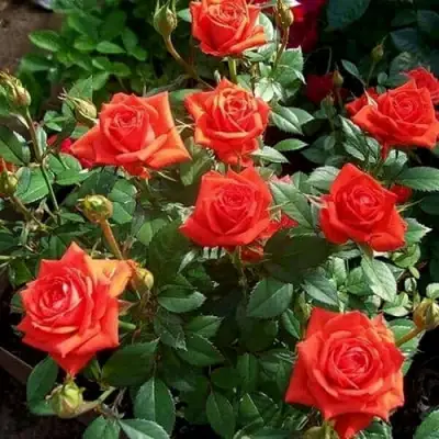 Роза ОРАНЖ ДЖЕВЕЛ миниатюрная в Речице