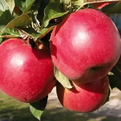 Яблоня РУБИН в Речице