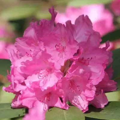 Рододендрон ЛУМИНА в Речице