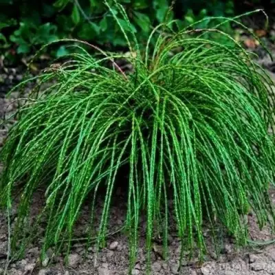 Туя ВИПКОРД складчатая в Речице