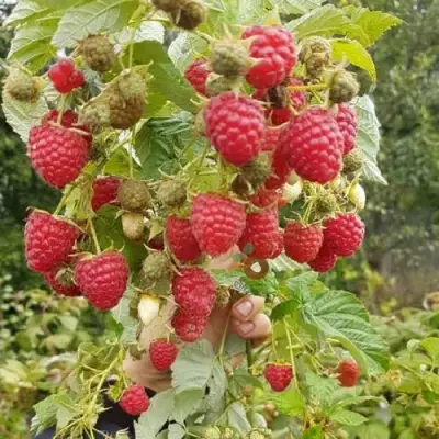 Малина ТАДМОР в Речице