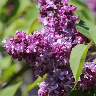 Сирень ИЗОБИЛИЕ в Речице