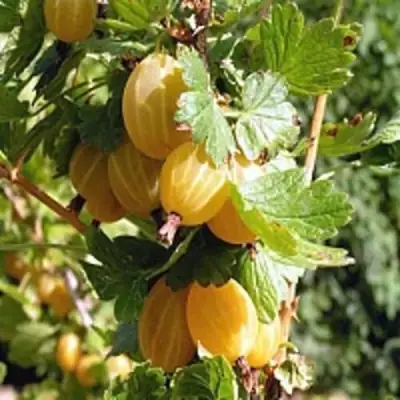 Крыжовник КУРШУ ДЗИНТАРС  в Речице