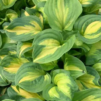 Хоста ЭМЕРАЛЬД ЧАРДЖЕР гибридная в Речице