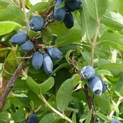 Жимолость съедобная НАРЫМСКАЯ в Речице