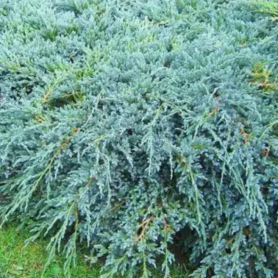 Можжевельник БЛЮ КАРПЕТ чешуйчатый в Речице