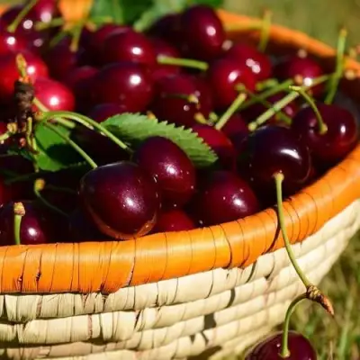 Вишня НЕСВИЖСКАЯ в Речице