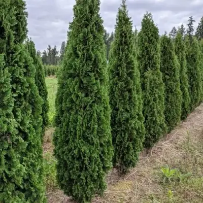 Туя ДЕГРУТ СПАЙР западная в Речице