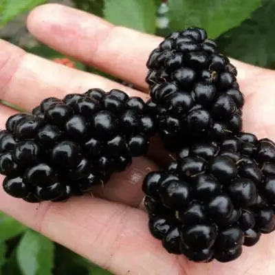 Ежевика ПОЛАР бесшипная  в Речице