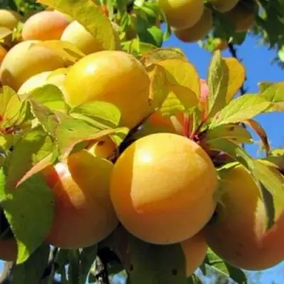 Слива МЕДОВАЯ ЖЁЛТАЯ в Речице