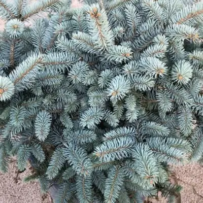 Ель ГЛАУКА колючая в Речице