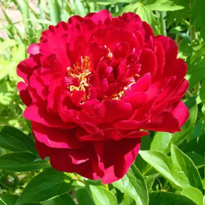 Пион ХРАБРЫЙ ВОИН травянистый в Речице