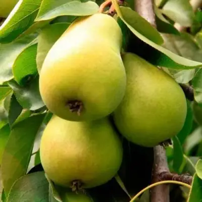 Груша НЕЖНОСТЬ колонновидная	 в Речице