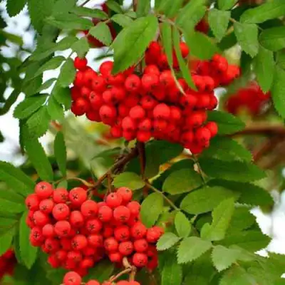 Рябина ОБЫКНОВЕННАЯ в Речице