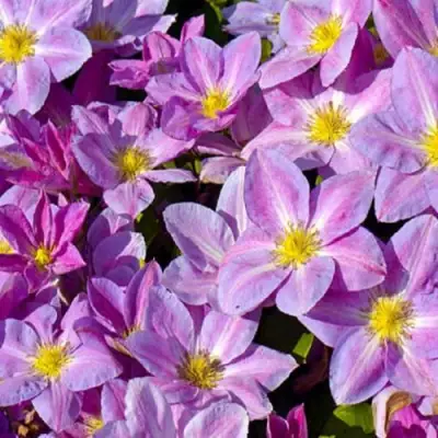 Клематис ЧЕЙНДЖ ОФ ХАРТ в Речице