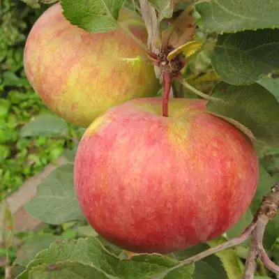 Яблоня ПЕРВОУРАЛЬСКОЕ в Речице