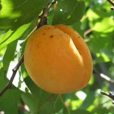 Абрикос ОРЛОВЧАНИН  в Речице