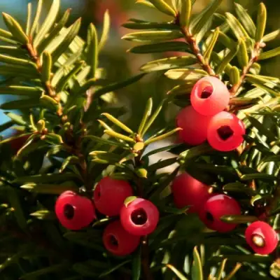 Тис ЭЛЕГАНТИССИМА ягодный в Речице