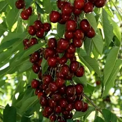 Черешня ХЕЛЕНА колоновидная в Речице