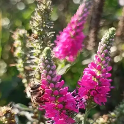 Вероника РОЗЕА колосковая в Речице