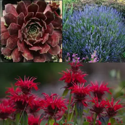 Комплект ФИОЛЕТОВОЕ ВДОХНОВЕНИЕ в Речице