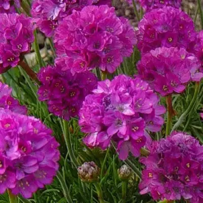 Армерия МОНИНГ СТАР ДИП РОУЗ в Речице