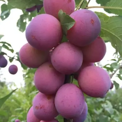 Слива ИМПЕРИАЛ колонновидная в Речице