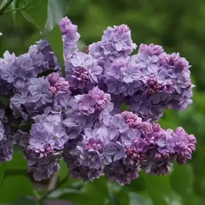 Сирень КАТЕРИНА ХАВЕМЕЙЕР в Речице