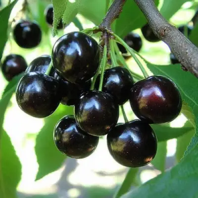 Вишня РОССОШАНСКАЯ ЧЕРНАЯ в Речице