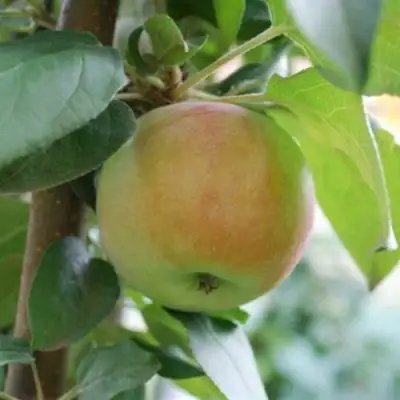 Яблоня ПОДСНЕЖНИК стелющаяся в Речице