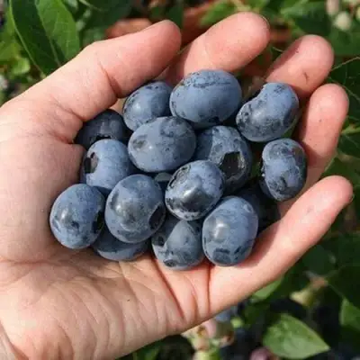 Голубика ПАТРИОТ в Речице