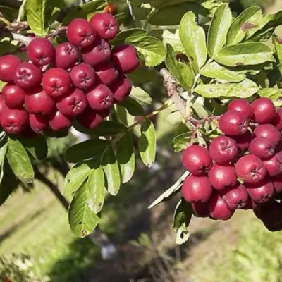 Рябина БУРКА сладкоплодная в Речице