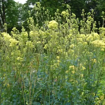 Василистник ГЛАУКУМ желтый в Речице