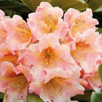 Рододендрон ФЛАУТАНДО в Речице