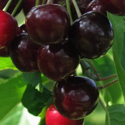 Черешня ВАЛЕРИЙ ЧКАЛОВ в Речице