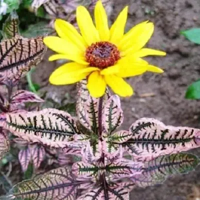 Гелиопсис САММЕР ПИНК в Речице