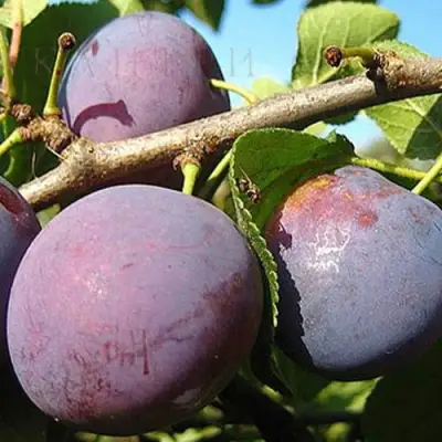 Слива СТАРТОВАЯ в Речице