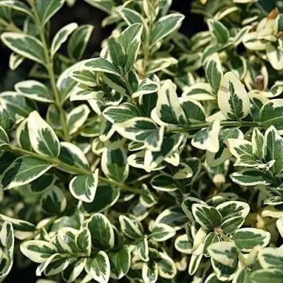 Бирючина ВАРИЕГАТУМ овальнолистная в Речице