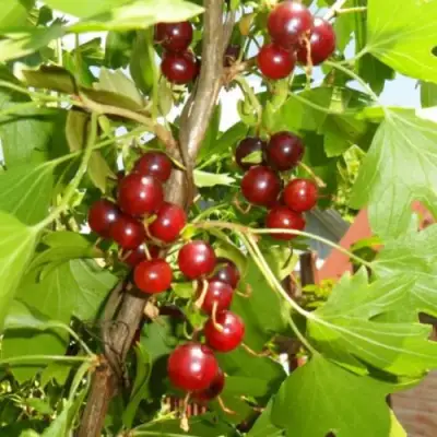 Смородина золотистая ВИШНЕВАЯ в Речице