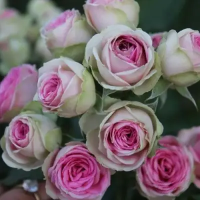 Роза МИМИ ЭДЕН спрей в Речице