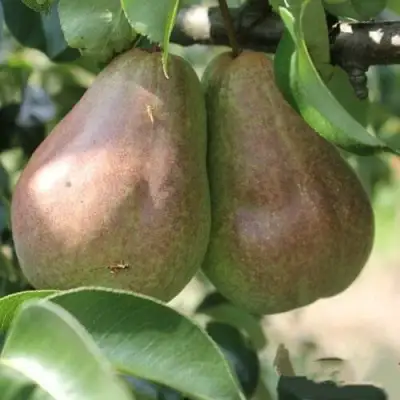 Груша БРЯНСКАЯ КРАСАВИЦА в Речице