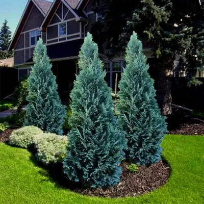 Кипарисовик ВАН ПЕЛЬТС БЛЮ лавсона в Речице