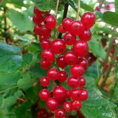 Смородина красная КОНСТАНТИНОВСКАЯ в Речице