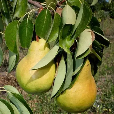 Груша ДЮШЕС ЛЕТНИЙ в Речице