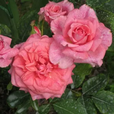 Роза ПЬЕР КАРДЕН чайно-гибридная в Речице