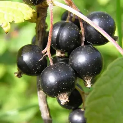 Смородина чёрная ПАМЯТЬ ВАВИЛОВА в Речице