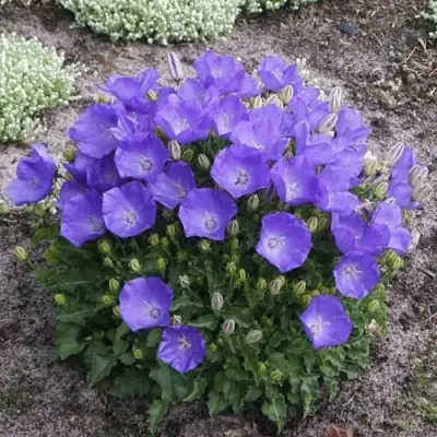 Колокольчик САНТА карпатский в Речице