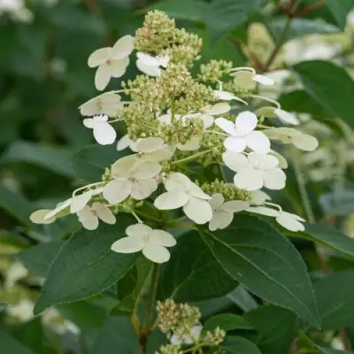 Гортензия ПРИМ ВАЙТ метельчатая в Речице